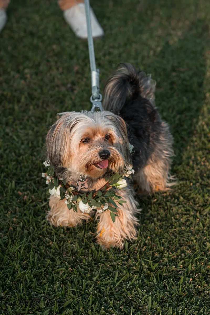 Perro pequeño de Paola y Carlos con un collar de flores blancas y follaje