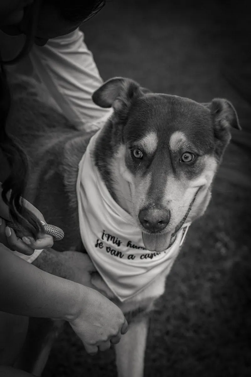 Retrato del perro de Paola y Carlos con pañoleta, durante su sesión Save the Date